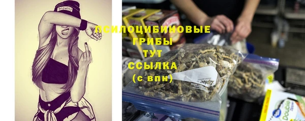 хмурый Аркадак